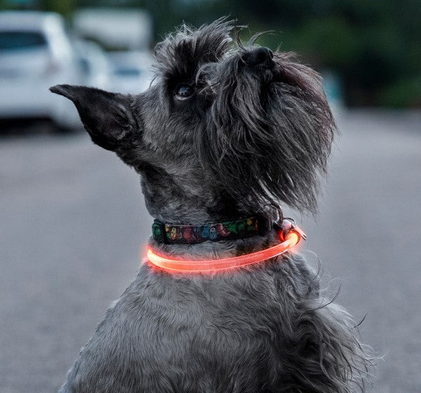 Minimalist LED pet collar with adjustable strap