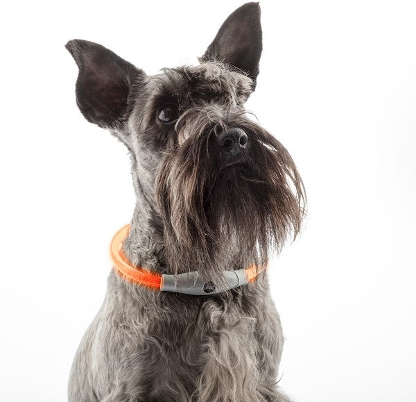Modern LED pet collar with minimalist design