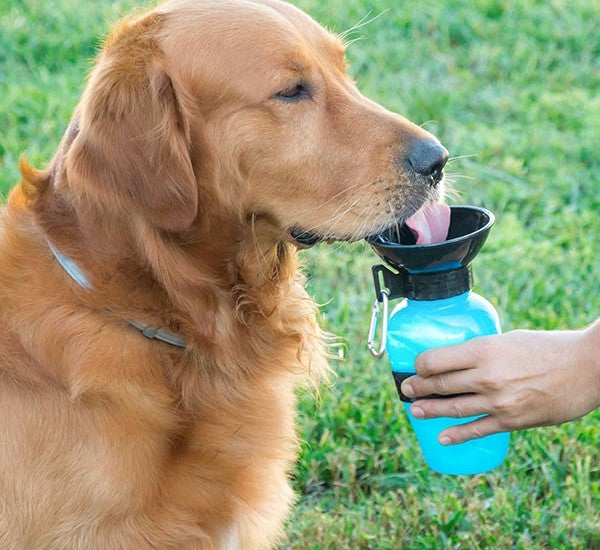 Minimalist pet water bottle with collapsible silicone and durable construction